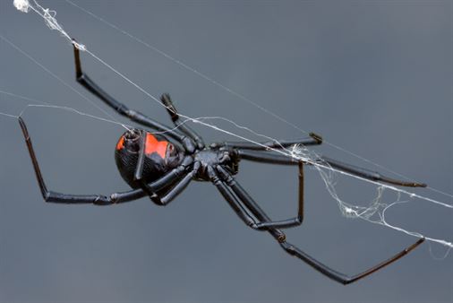 A Black Widow Spider Weaving her Web