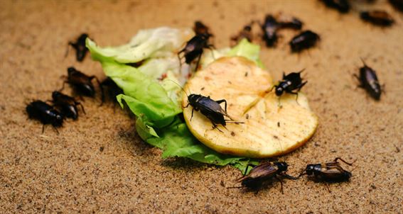 Cockroaches with food leftovers