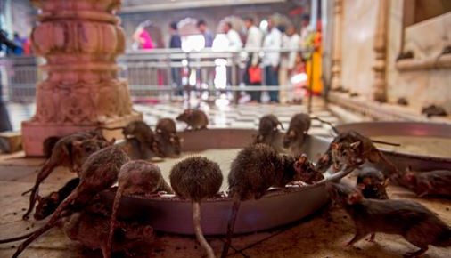 Local people believe that the soul of dead rests in the body of rats, therefore they worship the rats in the Rat Temple in Bikaner, Rajasthan, India.