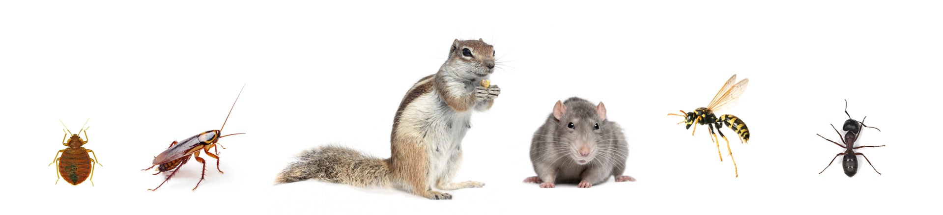 Pest Control Services Mississauga