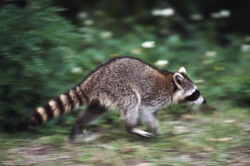raccoon running away