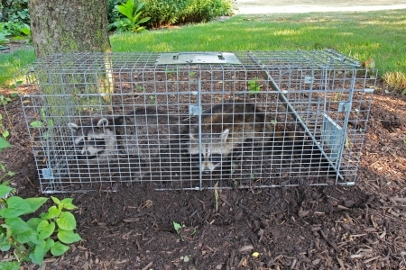 raccoon trapped
