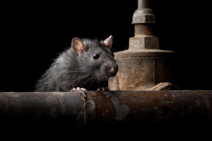 Dangerous Pests Around The World - Pestend Pest Control Mississauga