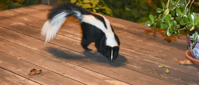 skunk on porch