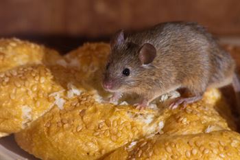 mice prevention