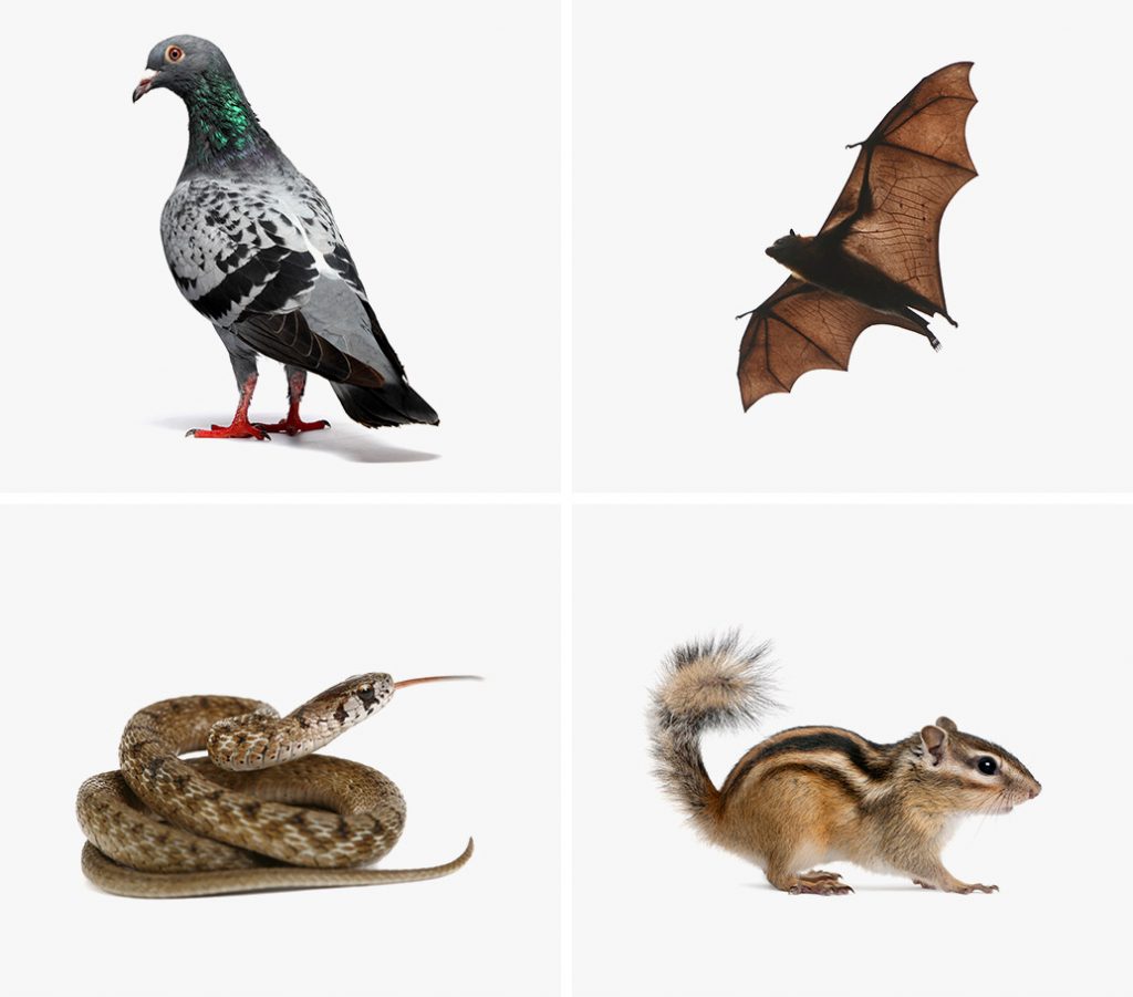All Other Wildlife Removal in Mississauga