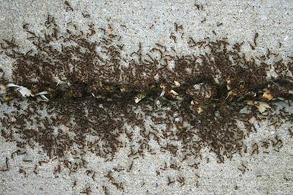 Ant Control Services in Mississauga