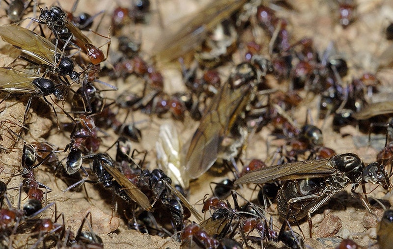Ant Infestation Mississauga