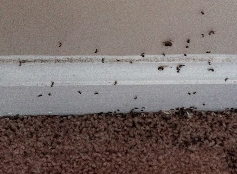 Ant Problem in Mississauga
