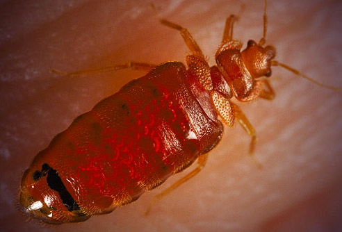 Bed Bug Extermination Mississauga