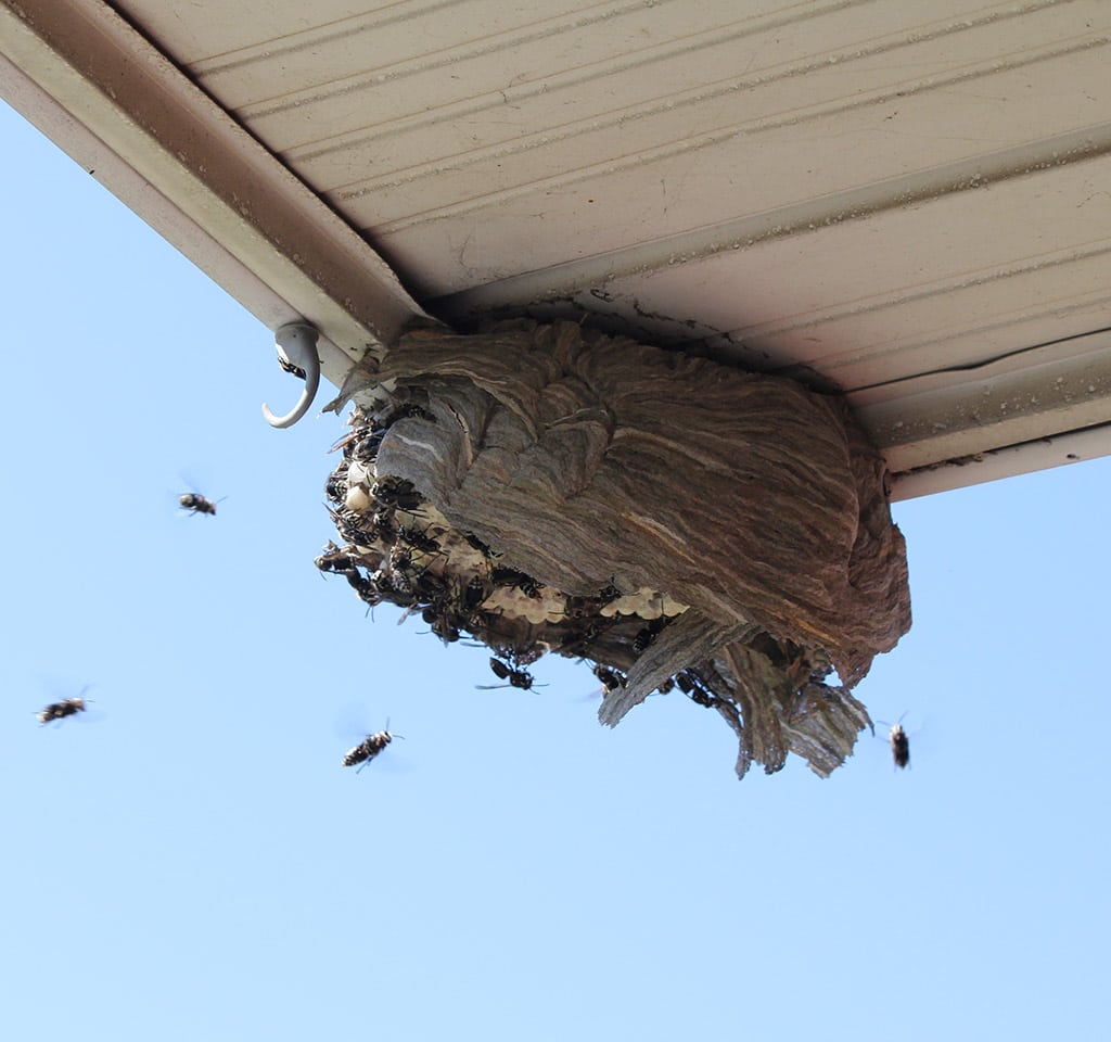 Hornets Nest Control Mississauga