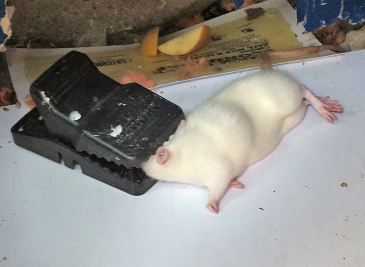 Rodent and Mice Removal in Mississauga
