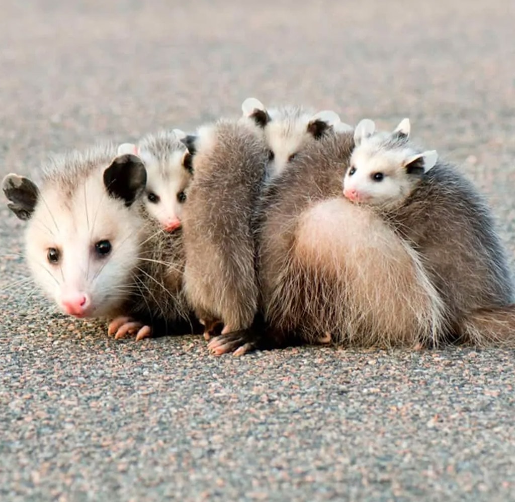 Opossums Exterminator In Mississauga