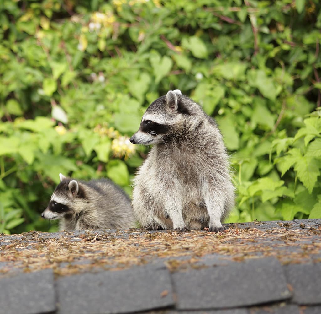 Raccoons Removal Mississauga