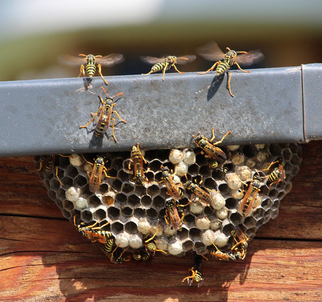 Wasps Nest Control Mississauga