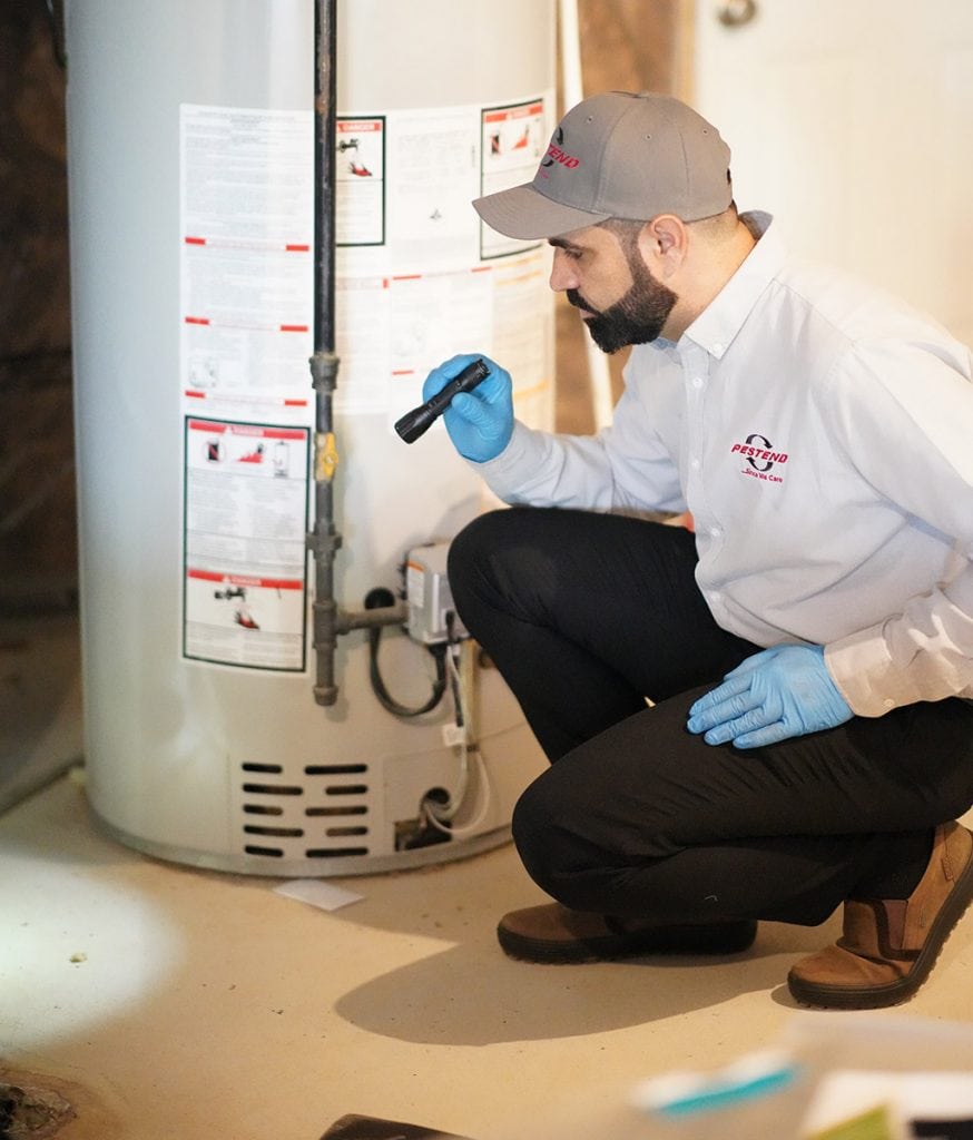 Wildlife Control Solutions In Mississauga