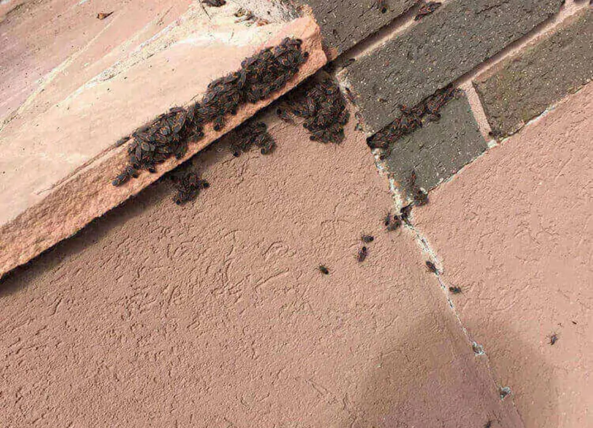 Pest Control Mississauga Guaranteed Pest Exterminator