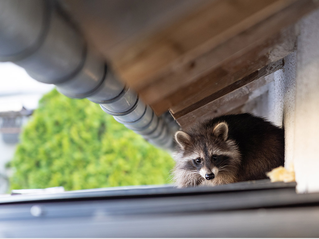 Damage To Your Roof Or Vents