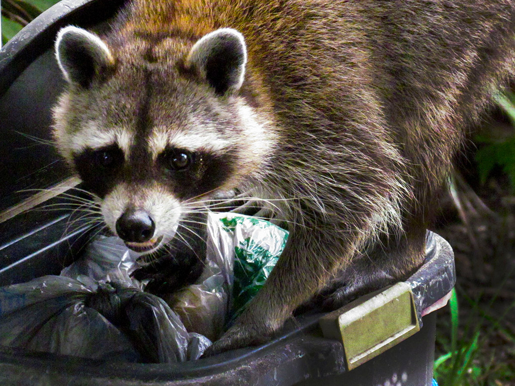 Tipped Garbage Bins Or Scattered Debris