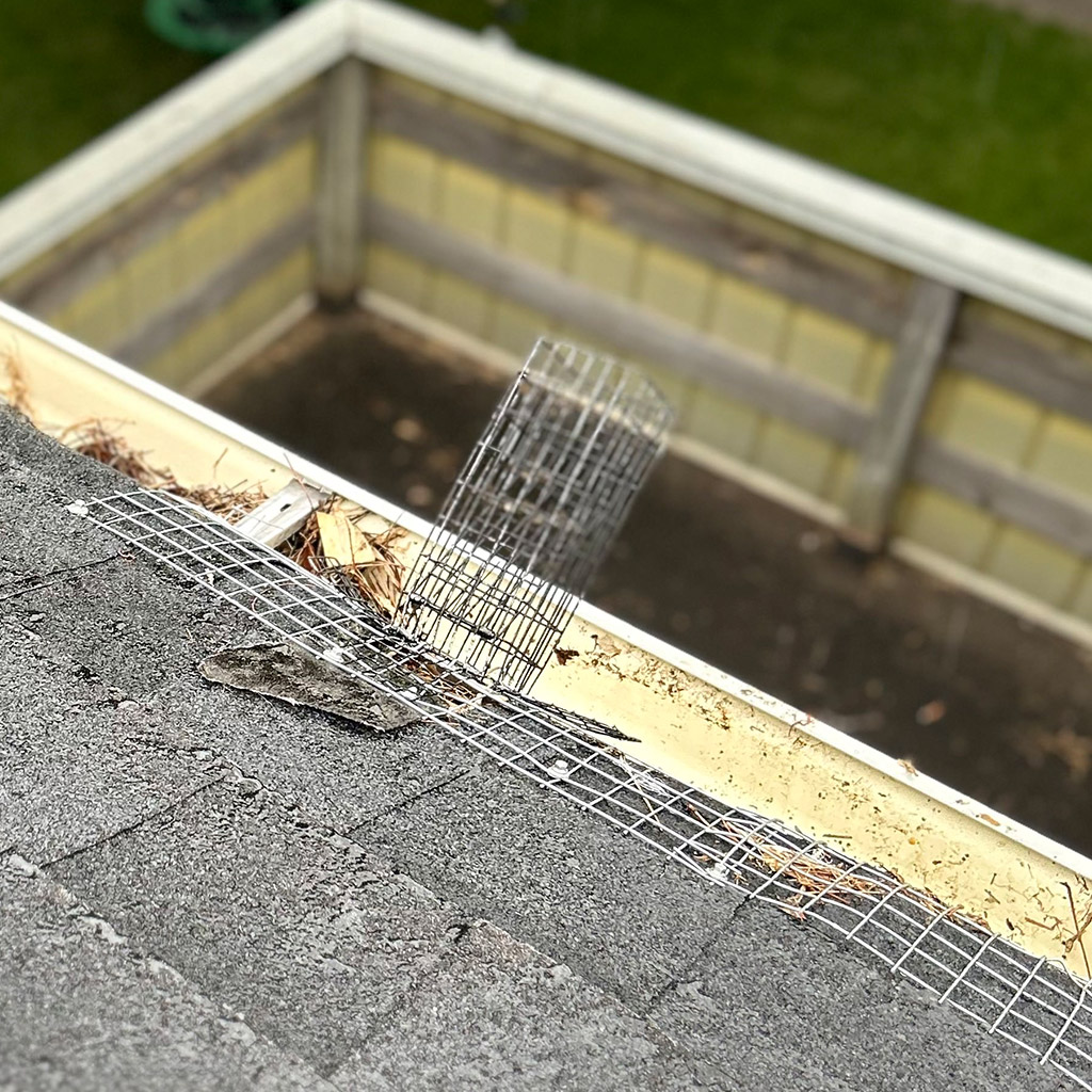 Affordable Squirrel Removal Cost In Mississauga