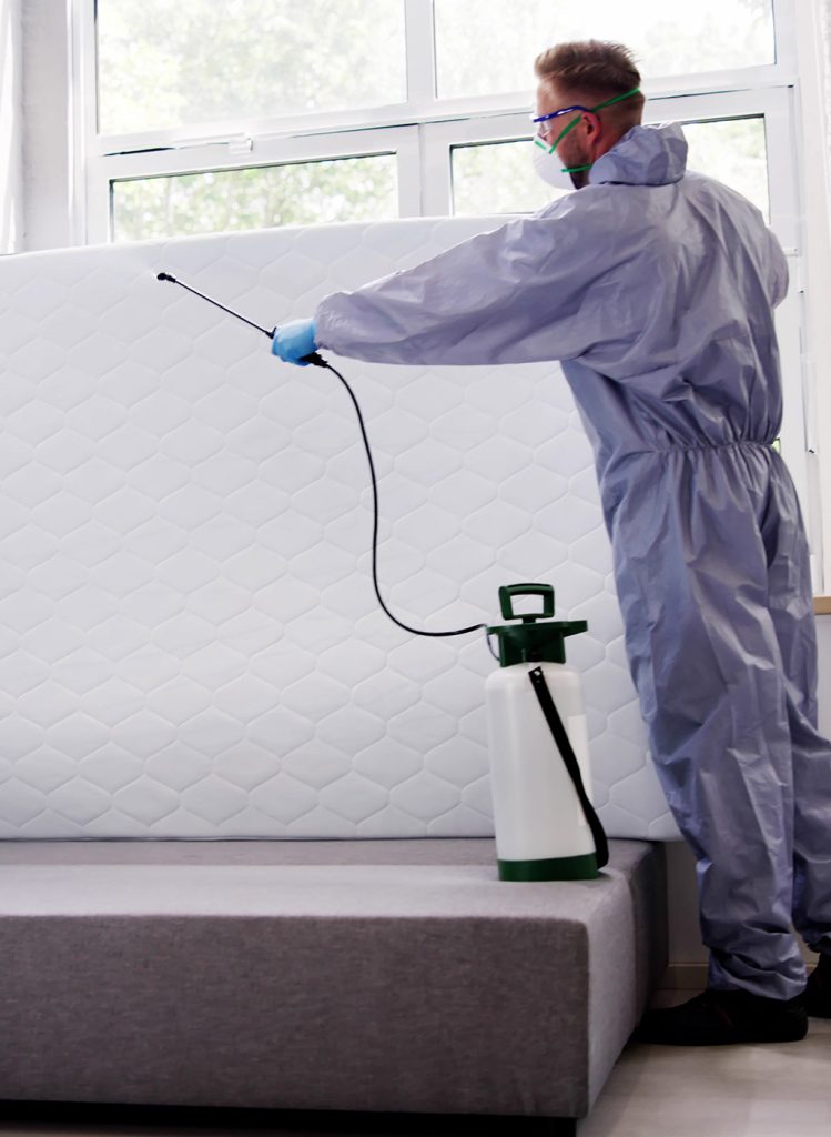 Bed Bug Exterminator In Mississauga