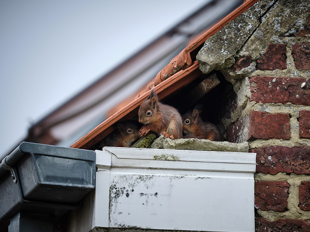 Debris Or Nesting Material Near Openings