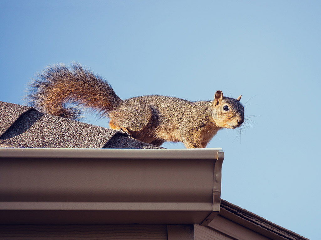 Frequent Squirrel Activity On The Roof