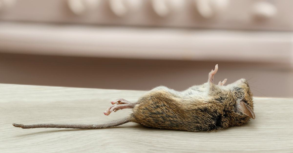 7. Seeing A Live Or Dead Mouse — A Sign Of A Serious Infestation