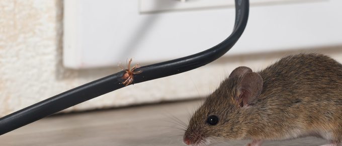 Mouse Infestation In Your Home