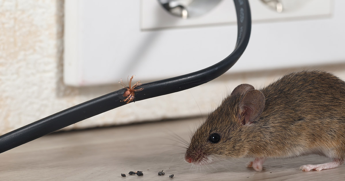 Mouse Infestation In Your Home