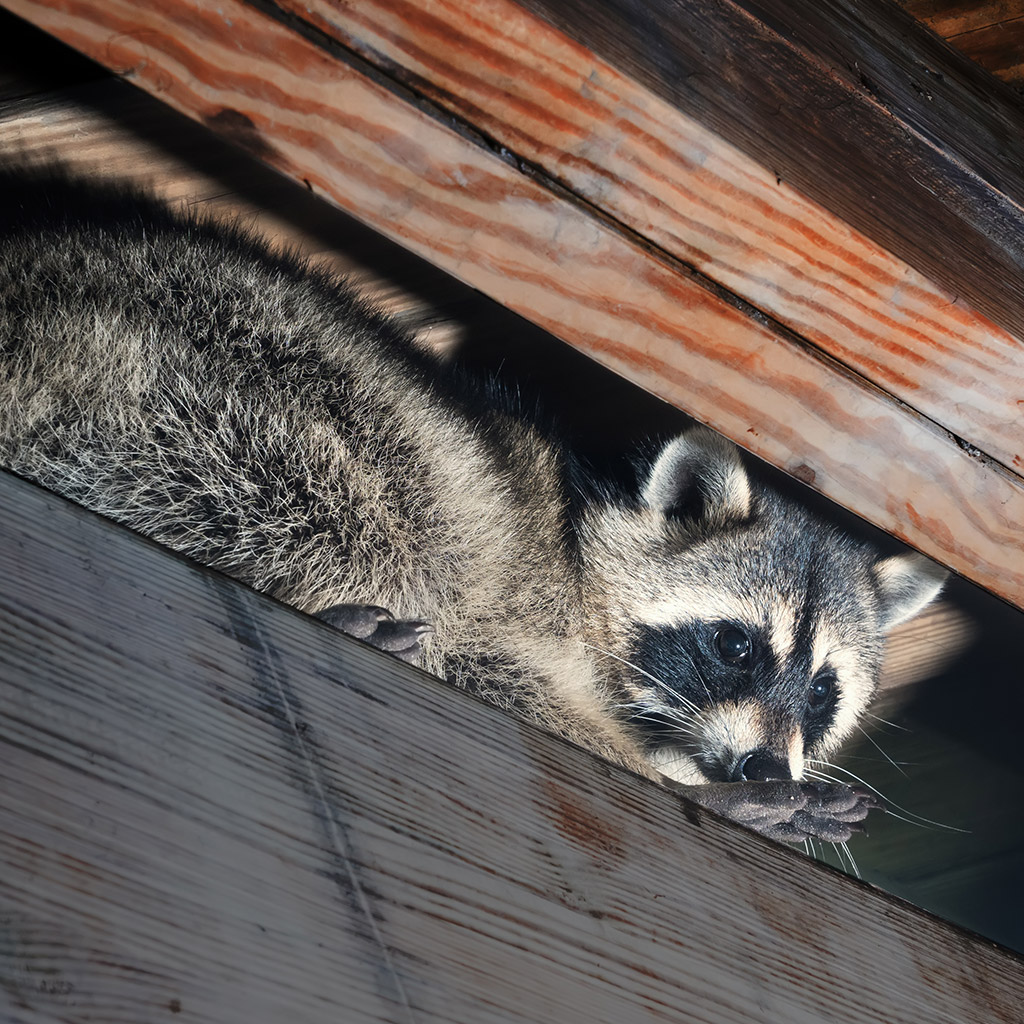 Raccoon Removal From Attic Mississauga