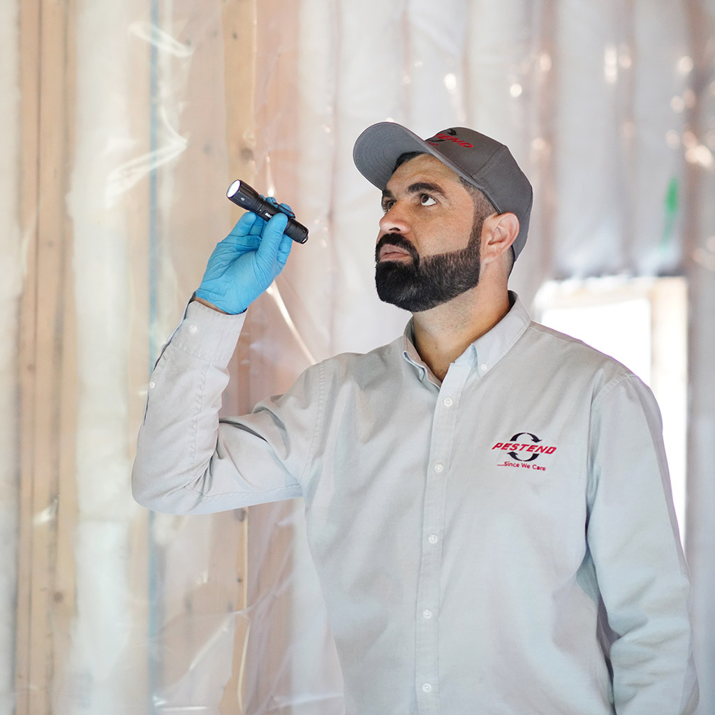 Bat Control Specialists Mississauga