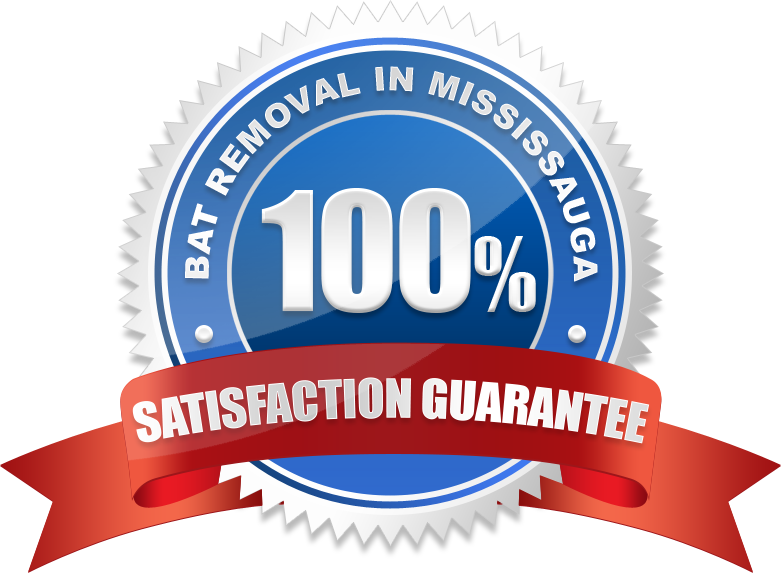 Bat Removal Cost In Mississauga