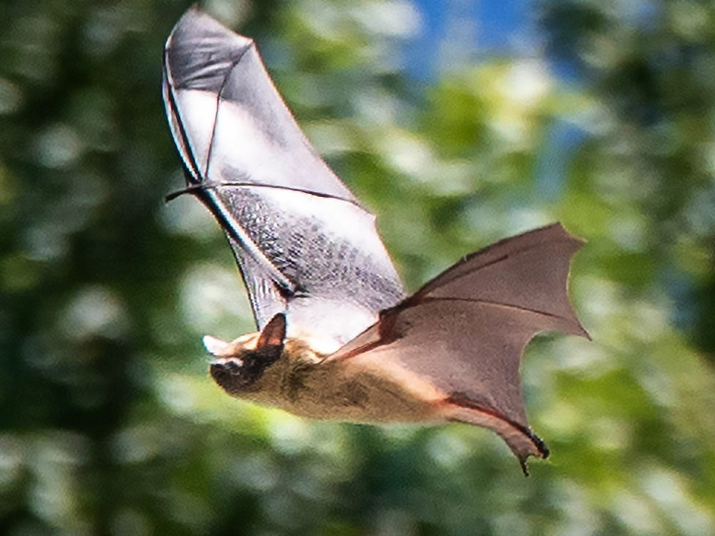 Big Brown Bat