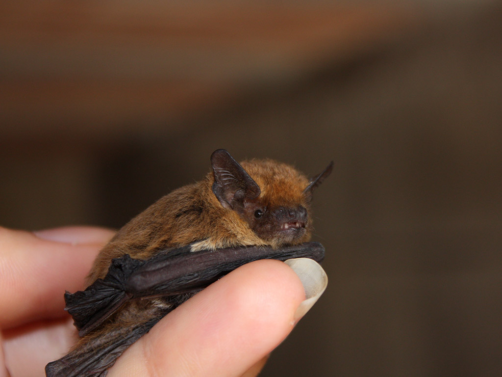 Little Brown Myotis