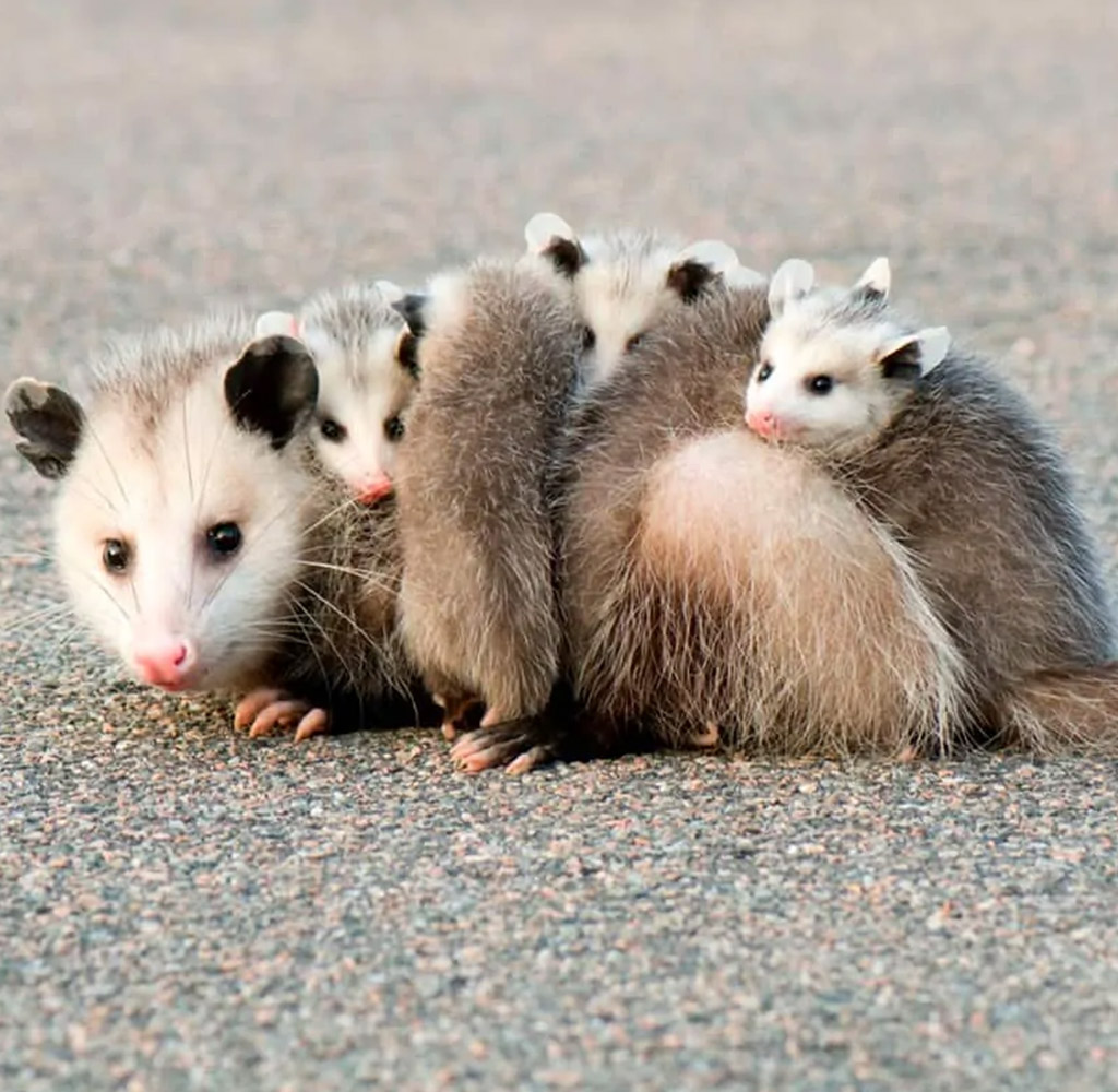 Opossum Removal Mississauga