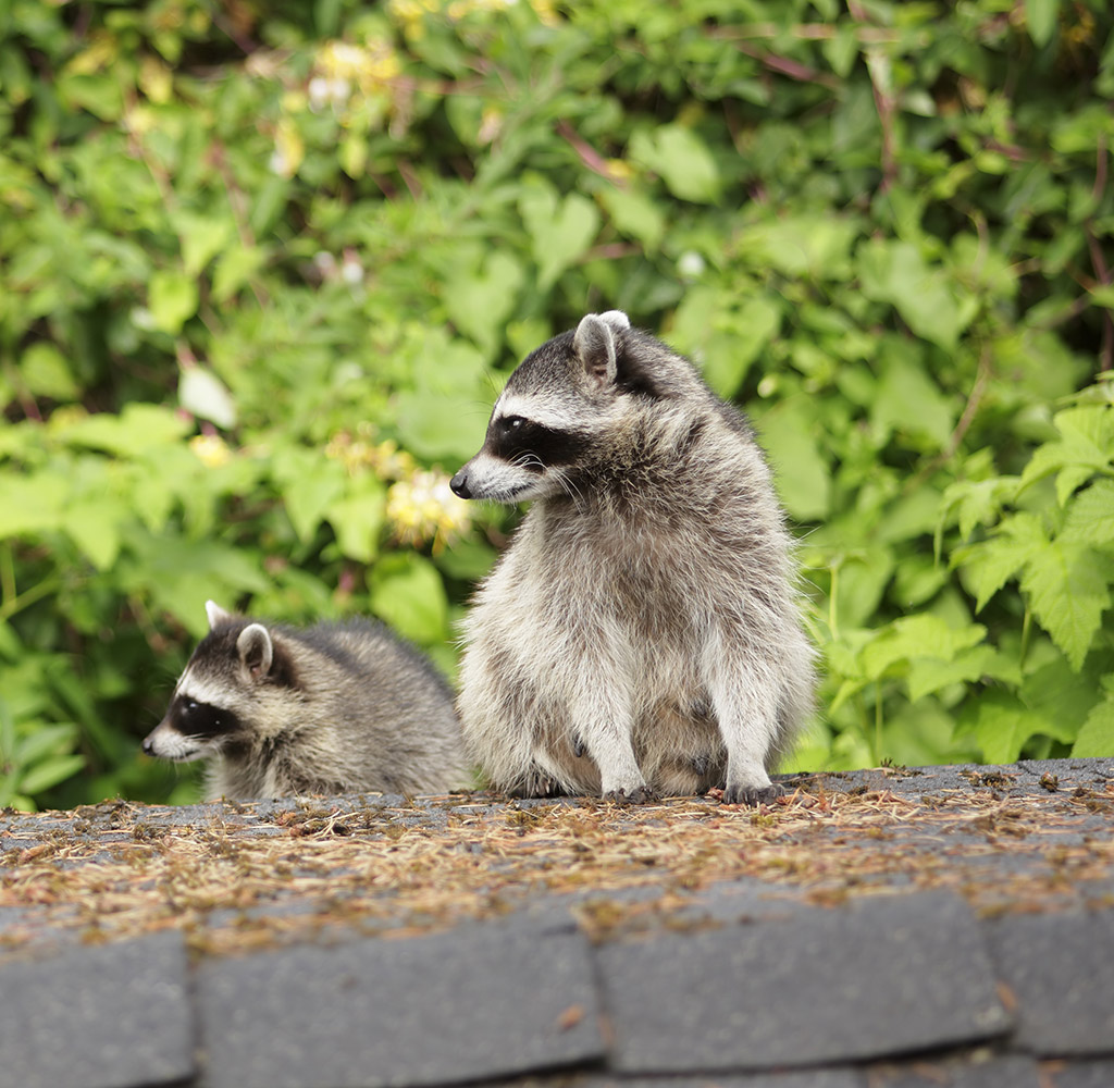 Raccoon Removal Mississauga