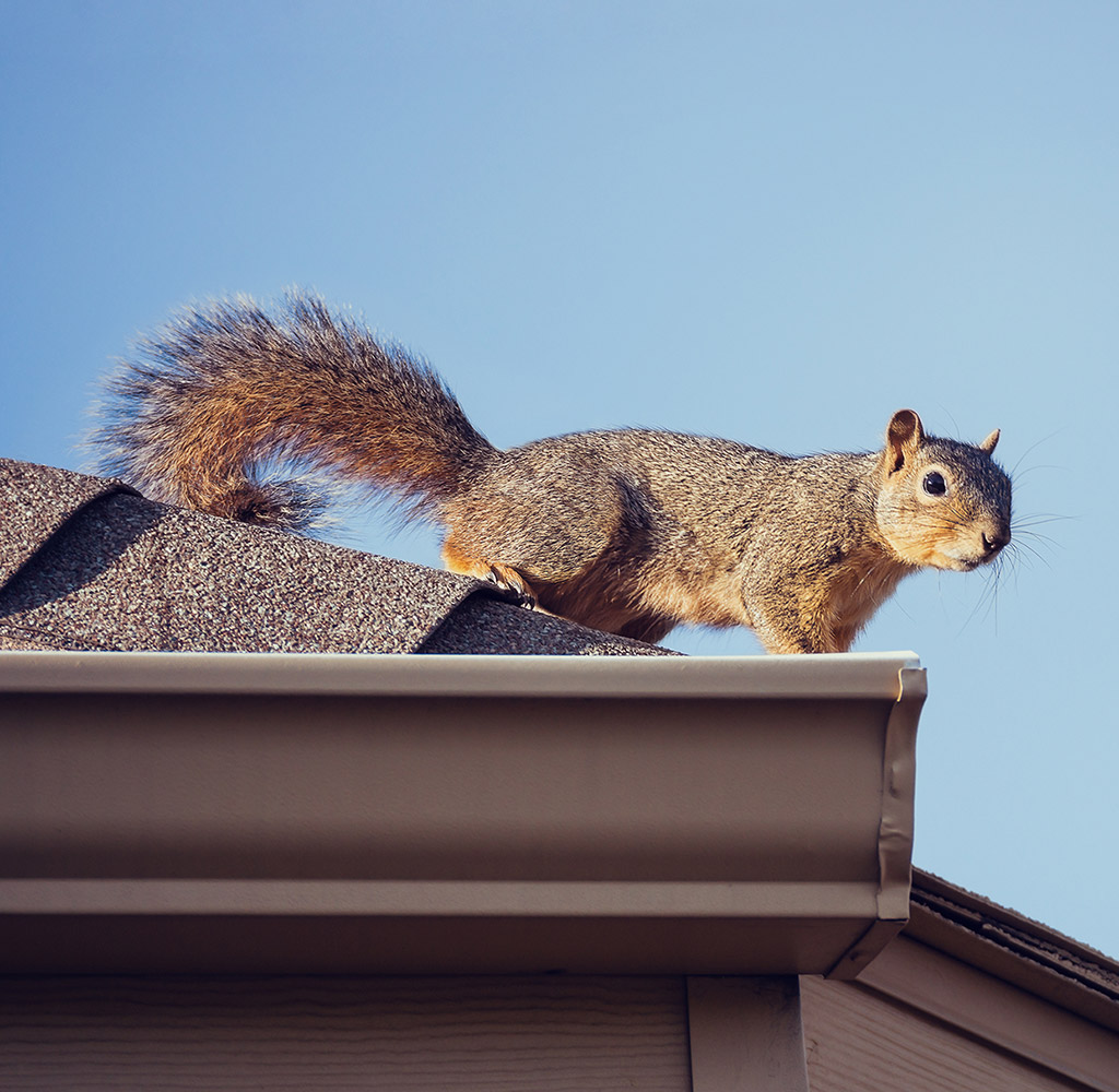 Squirrel Removal Mississauga