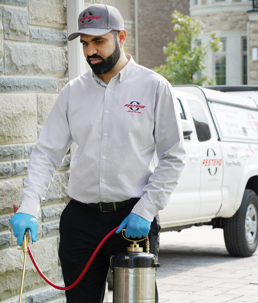 Mississauga ant control experts performing a treatment