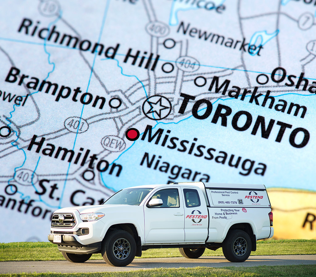 Ant control service area - across Mississauga, ON