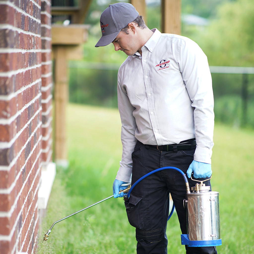Professional ant exterminator in Mississauga inspecting a home