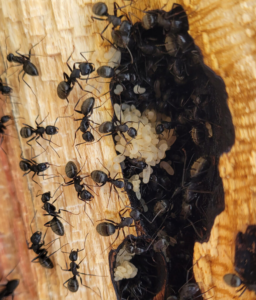 Carpenter ant species found in Mississauga homes