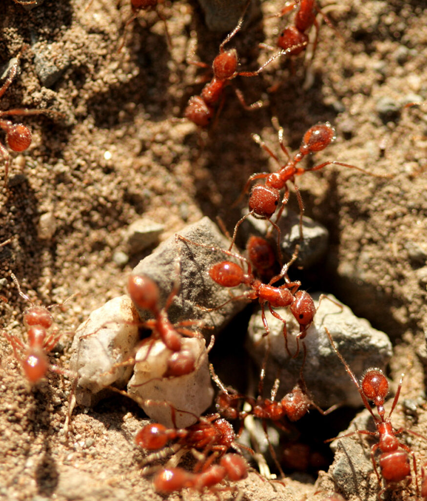 Fire ant species and mound found in Mississauga yards