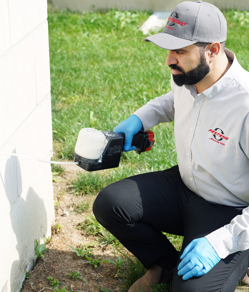 How to get rid of ants in Mississauga - DIY vs. professional treatment