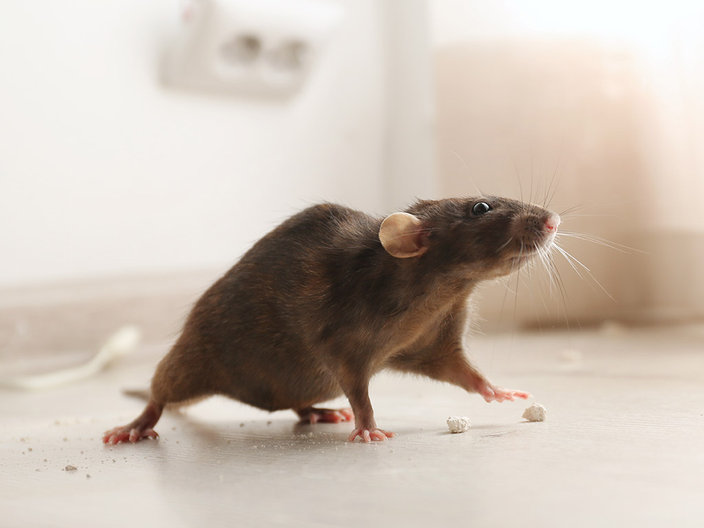 Norway Rat Removal Mississauga