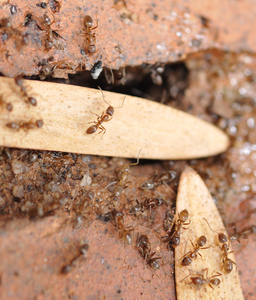 Pavement ant species found in Mississauga driveways and sidewalks
