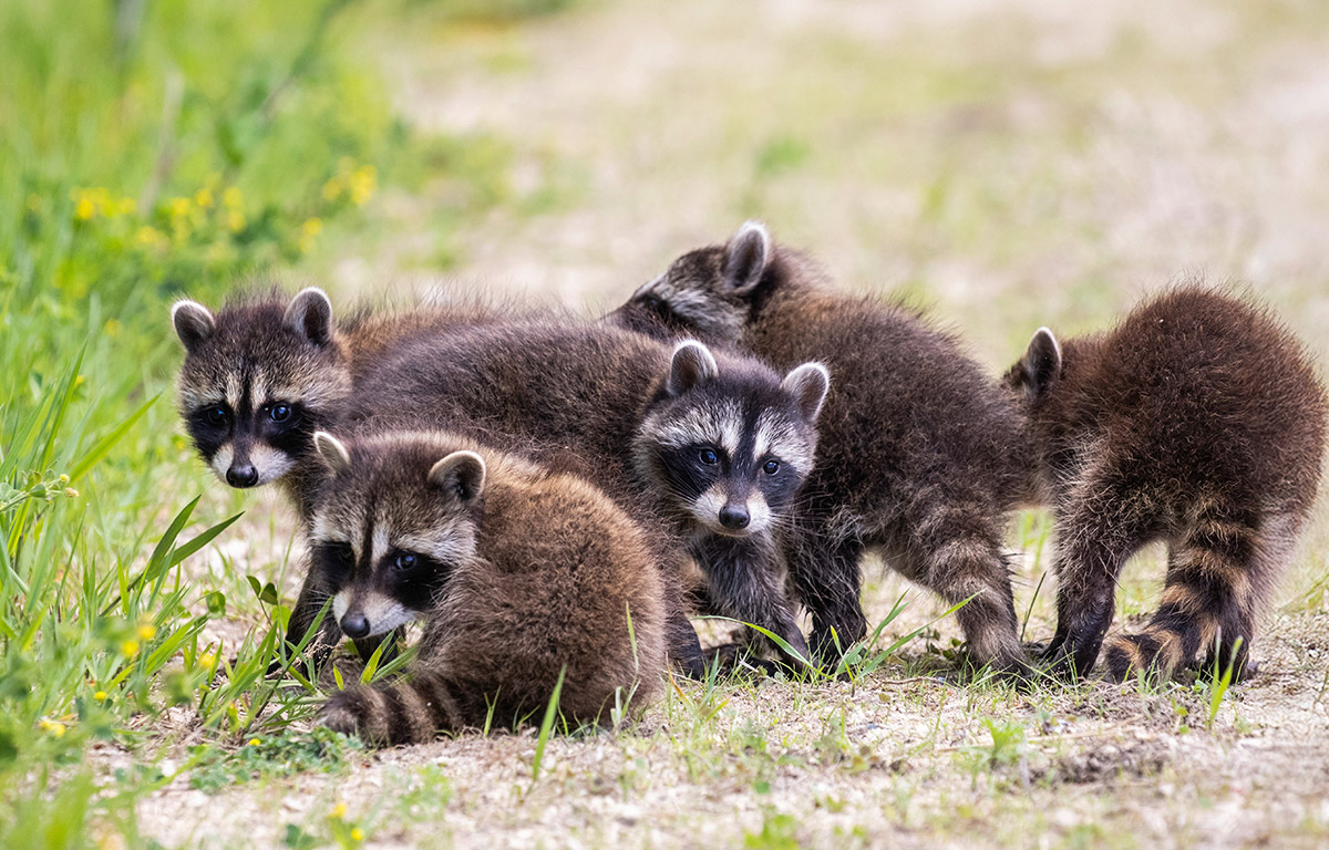 Raccoon Baby Season Ontario From Newborn Kits To Independence